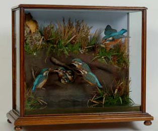 Kingfishers (Gunn) 2.jpg